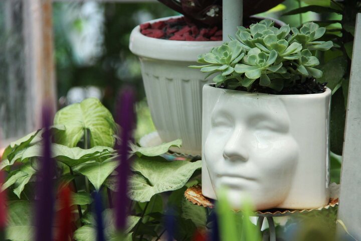 گیاهان دور کننده‌ حشرات