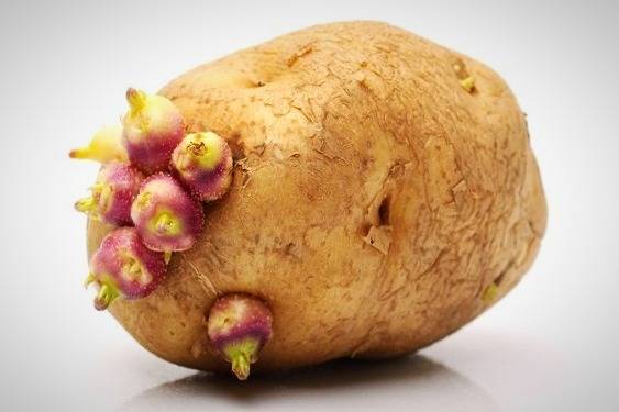 سیب زمینی