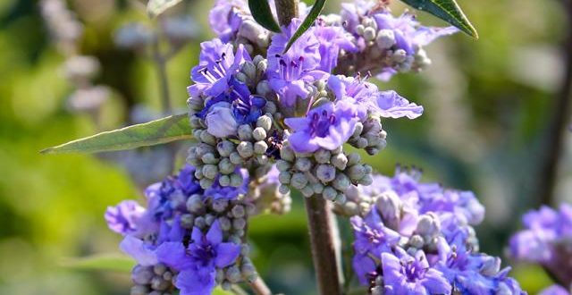 اخبار سلامت