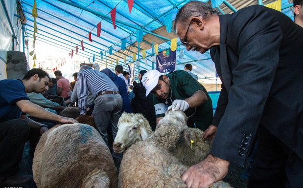 شیوع کرونا و ذبح دام