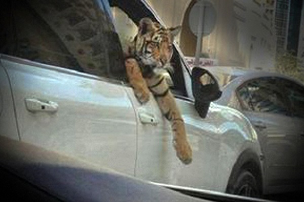 نگه‌داری از حیات‌وحش در خانه