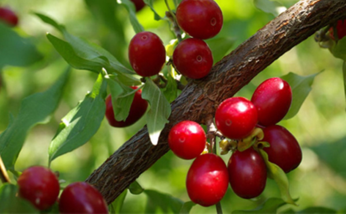 خواص زغال اخته