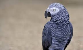 اخبار حوادث