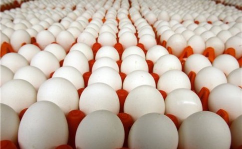 قیمت تخم مرغ قیمت تخم مرغ