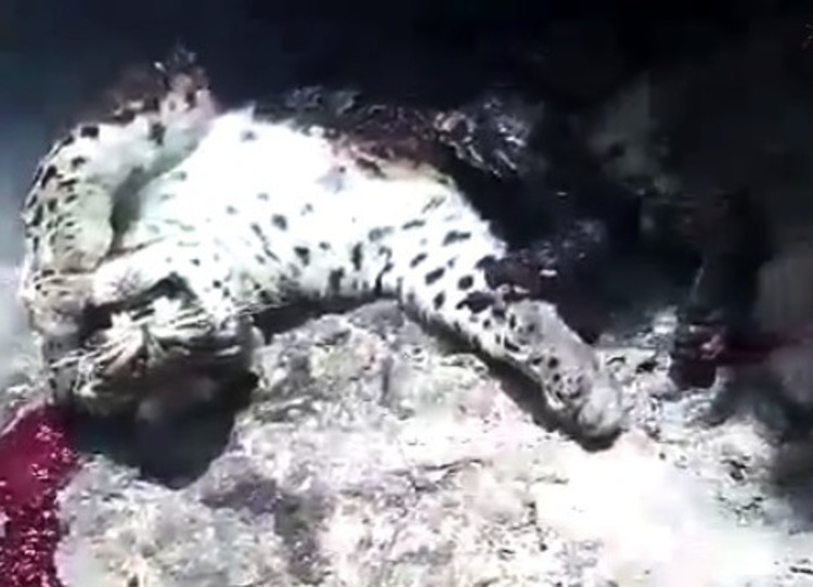 سوزاندن و کشتار دردناک یک پلنگ در کوههای سردشت +فیلم دلخراش سوزاندن و کشتار دردناک یک پلنگ