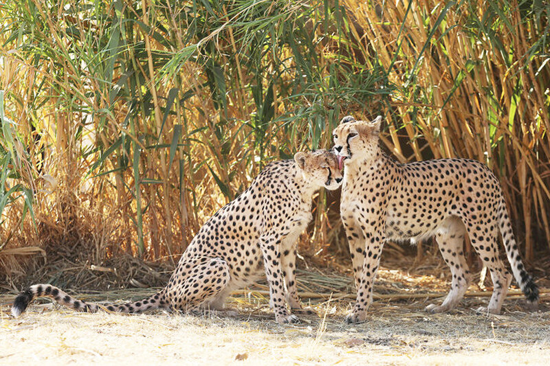 حفاظت و زادآوری یوزپلنگ