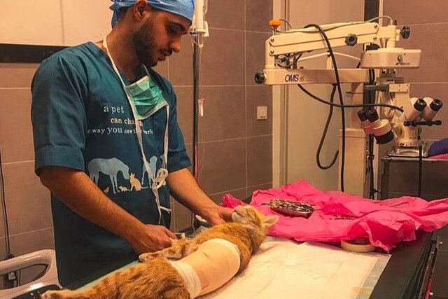 نگهداری از حیوانات از زبان یک دامپزشک