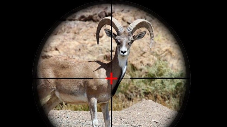 شکار غیر قانونی