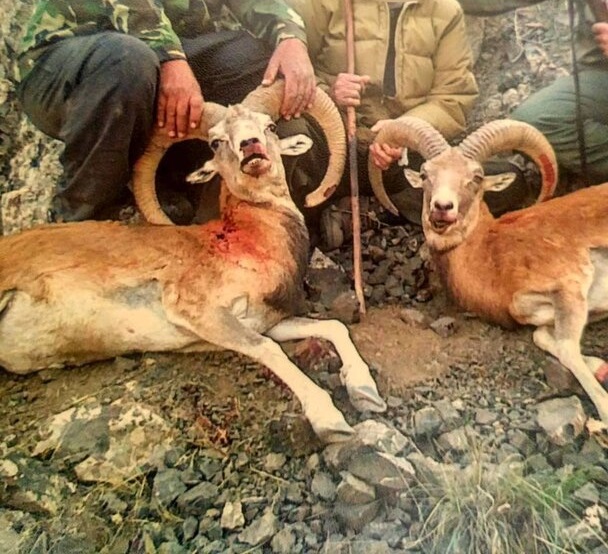 دستور شکار حیوانات عیسی کلانتری