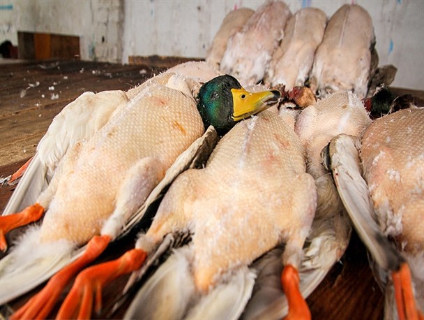 شکار غیر قانونی محیط زیست