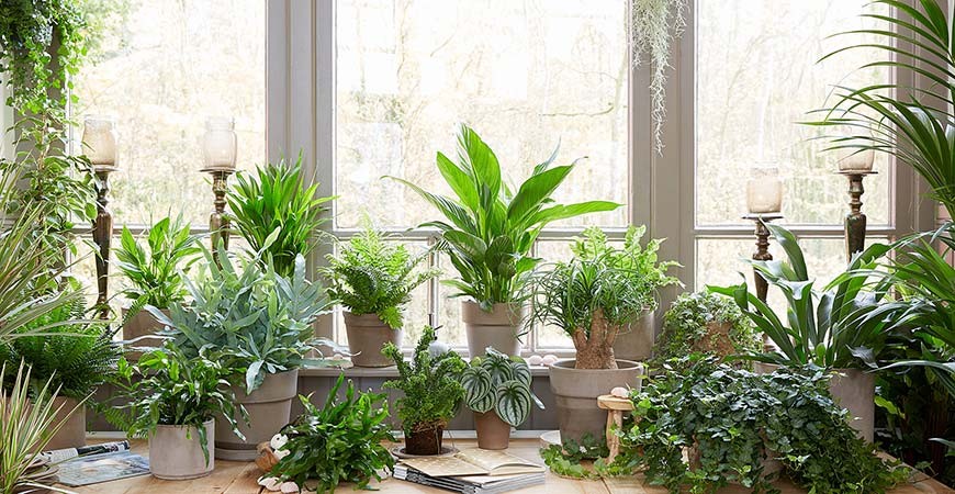 نگهداری از گیاهان ‌آپارتمانی