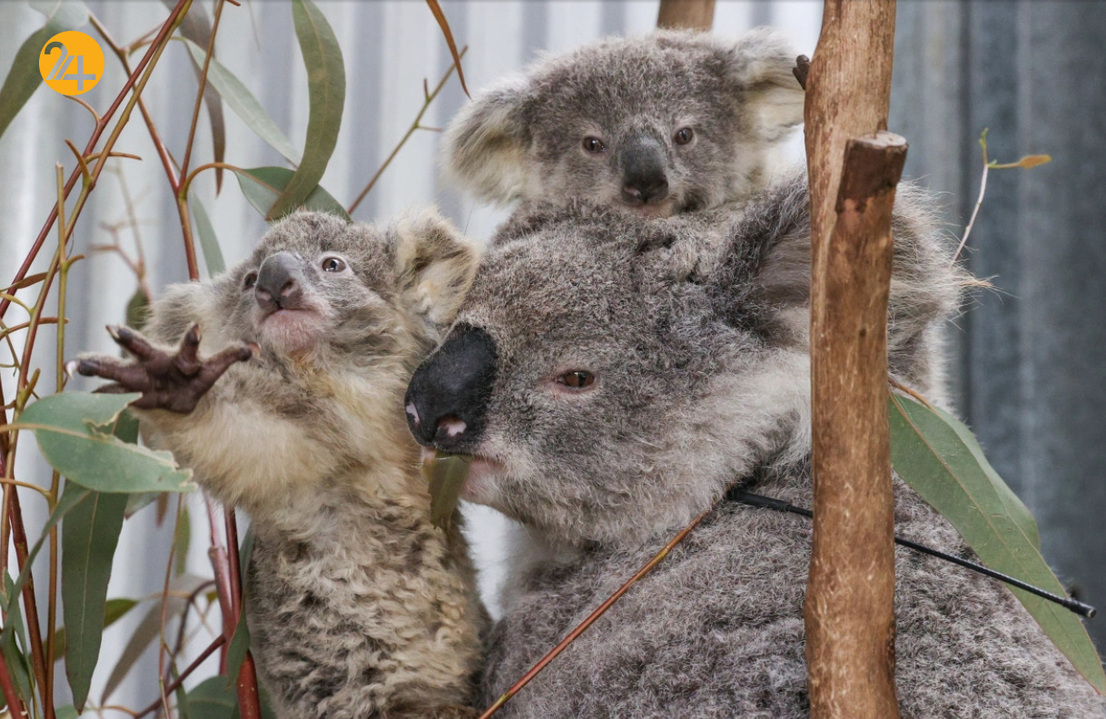 کوالاها و آیندهای خالی از امید کوالاها و آیندهای خالی از امید