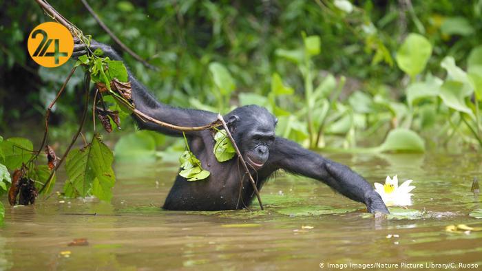 نابودی دوسوم حیات وحش در نیم قرن اخیر