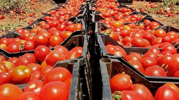 صادرات گوجه به عراق