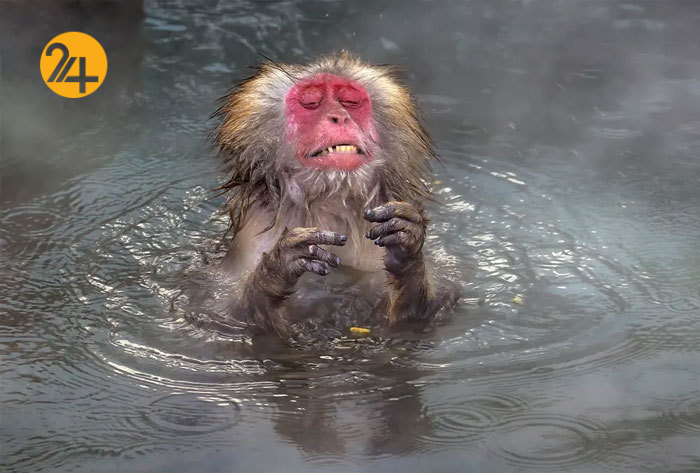 خنده&zwnj;دارترین صحنه&zwnj;ها در جنگل