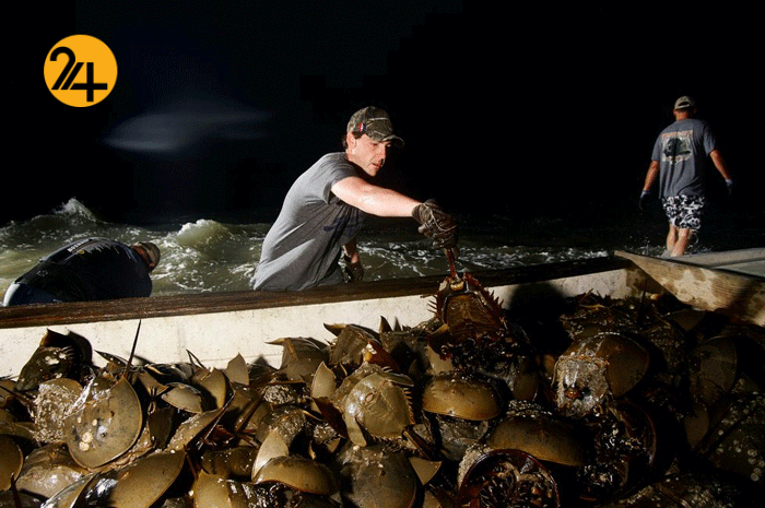 جانوری با خون آبی