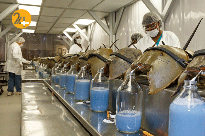 جانوری با خون آبی