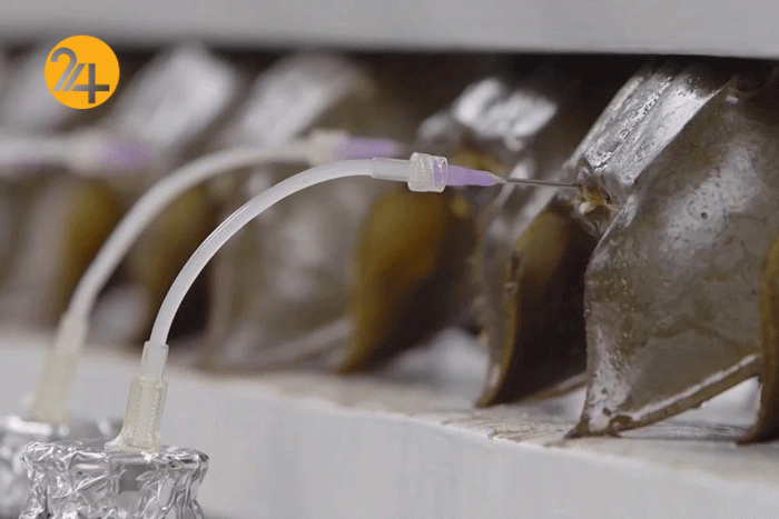 جانوری با خون آبی