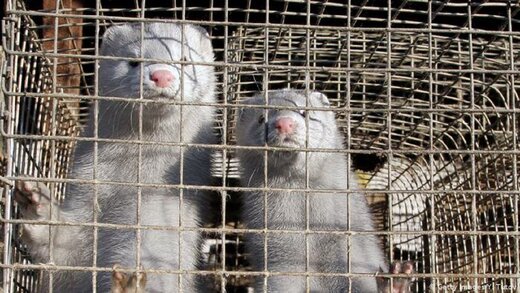 ویروس کرونا در حیوانات 