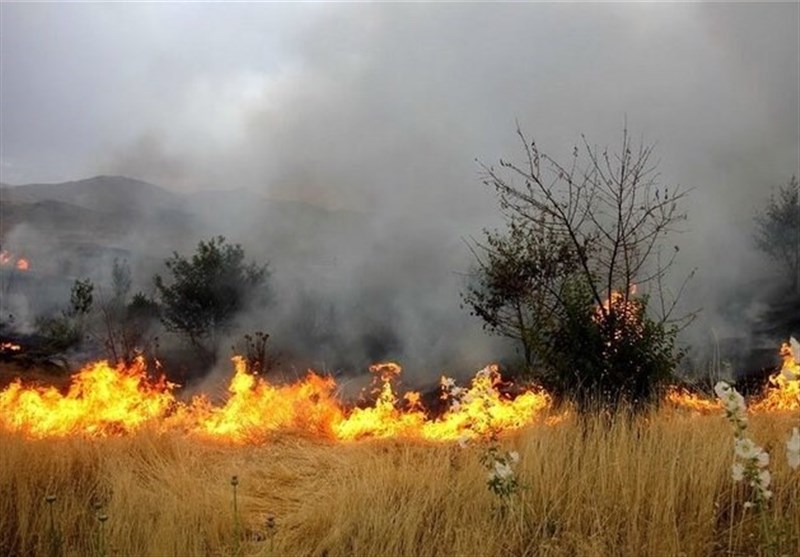 دلیل آتش سوزی جنگل های میانکاله