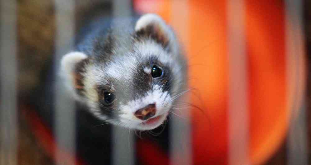 ویروس کرونا