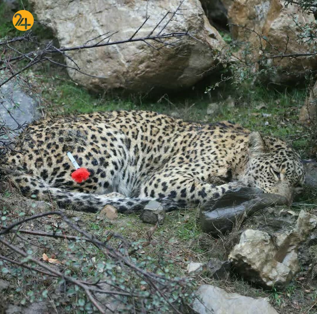 پلنگ بدحال روستای بندبن مازندران