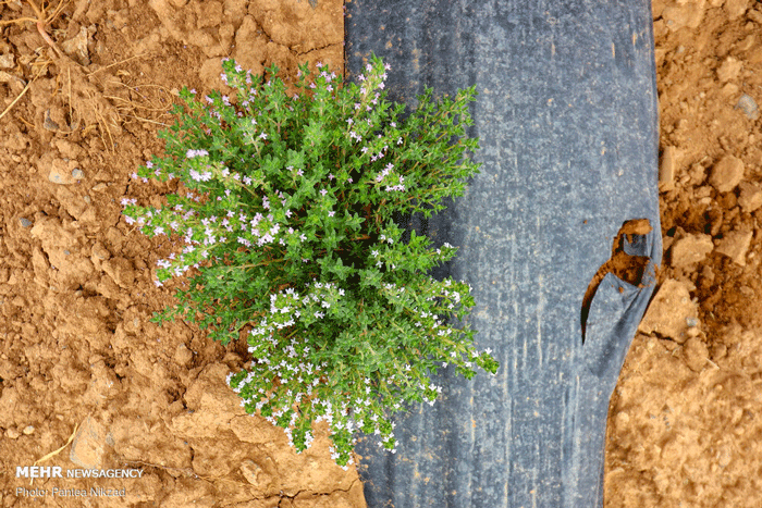کشت گیاهان دارویی در مزارع ایران
