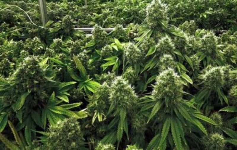 ماریجوانا در درمان کرونا 