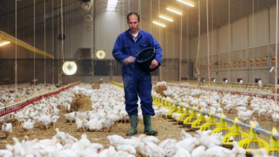 دلیل افزایش قیمت مرغ 