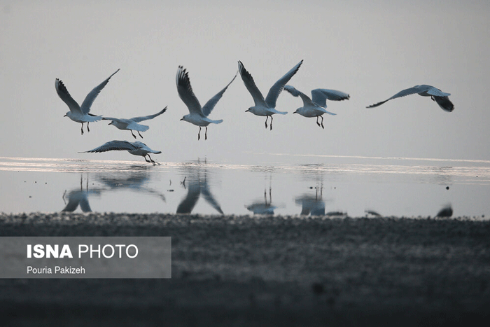 فرود پرندگان مهاجر در تالاب آق گل