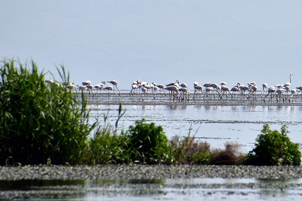 حال بد تالاب‌های کشور در سایه اقدامات نامناسب/۴۳ درصد مساحت تالاب‌های کشور تحت تاثیر غبارخیزی قرار دارد