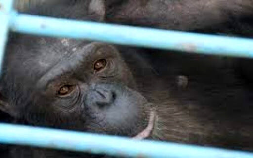 علت مرگ شامپانزه پارک ارم 