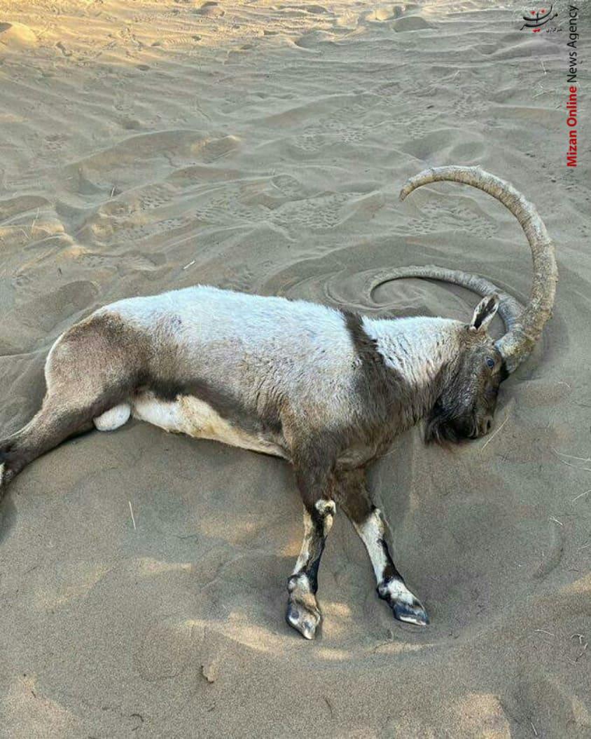 تعقیب مرگبار یک بز کوهی نر توسط آفرودبازان در کویر مرنجاب +فیلم