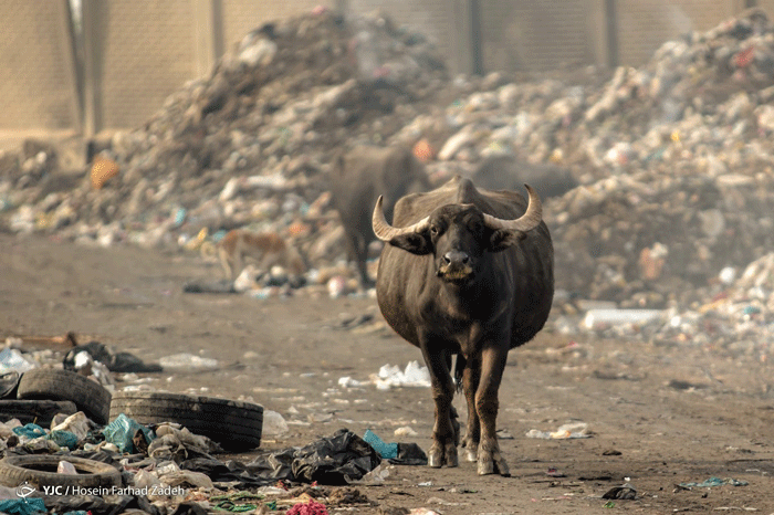 حیوانات قربانی پسماندهای بیمارستانی حیوانات قربانی پسماندهای بیمارستانی