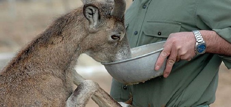 بیتوجهی سازمان محیطزیست به حمایت از محیطبانان/ ماجرای خرید پای مصنوعی برای محیطبان گتوند چیست؟ بیتوجهی سازمان محیطزیست به حمایت از محیطبانان/ ماجرای خرید پای مصنوعی برای محیطبان گتوند چیست؟