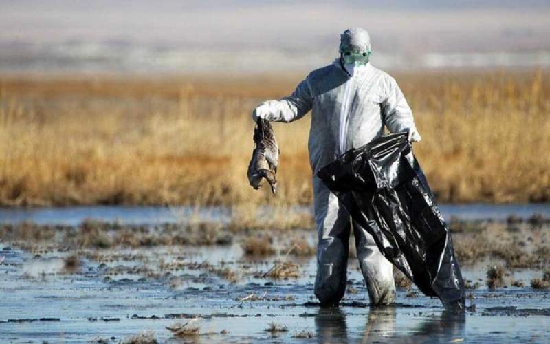 هشدار به استان تهران در رابطه با آنفولانزای پرندگان