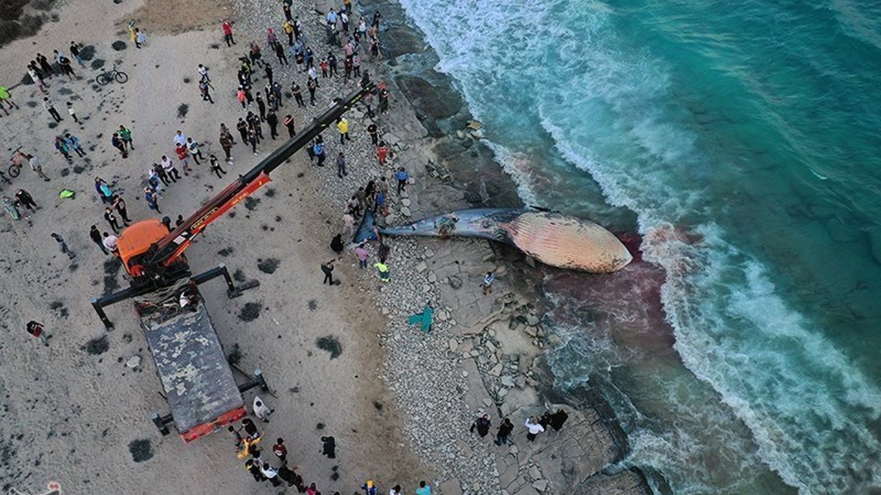 مرگ نهنگ‌های خلیج فارس 