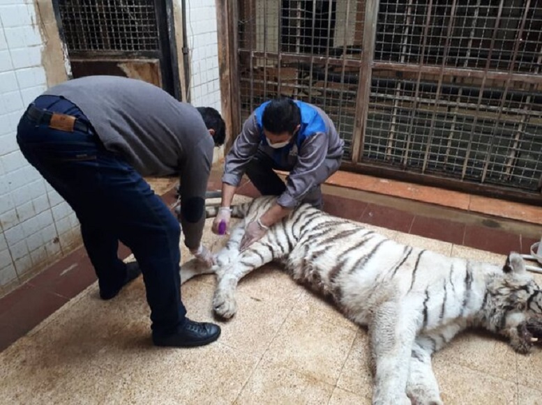 اقدام غیراصولی باغ وحش ارم، علت اصلی مرگ ماده ببر سفید مرگ ماده ببر سفید در باغ وحش