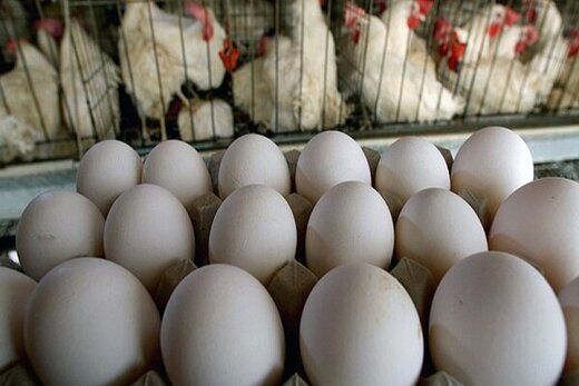 کاهش قیمت تخم مرغ 