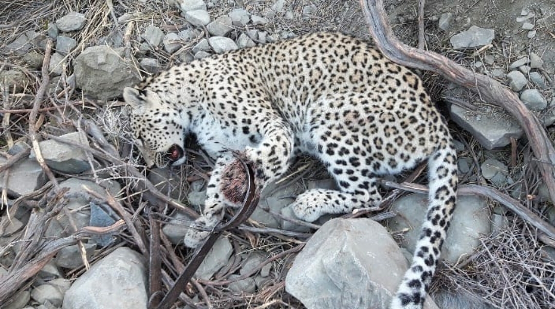 رهایی پلنگ ایرانی از تله دام در میناب