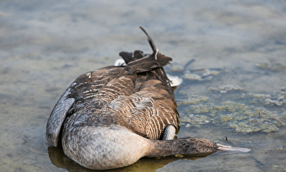 خطر شیوع آنفلوانزای فوق حاد پرندگان در تالاب میقان