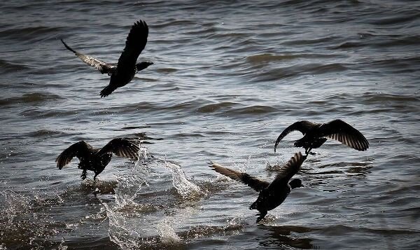 آنفلوآنزای فوق حاد پرندگان