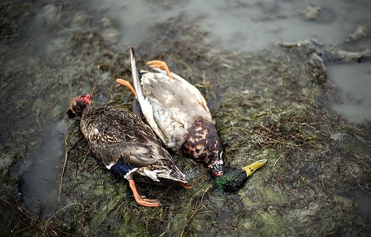 آنفلوآنزای پرندگان