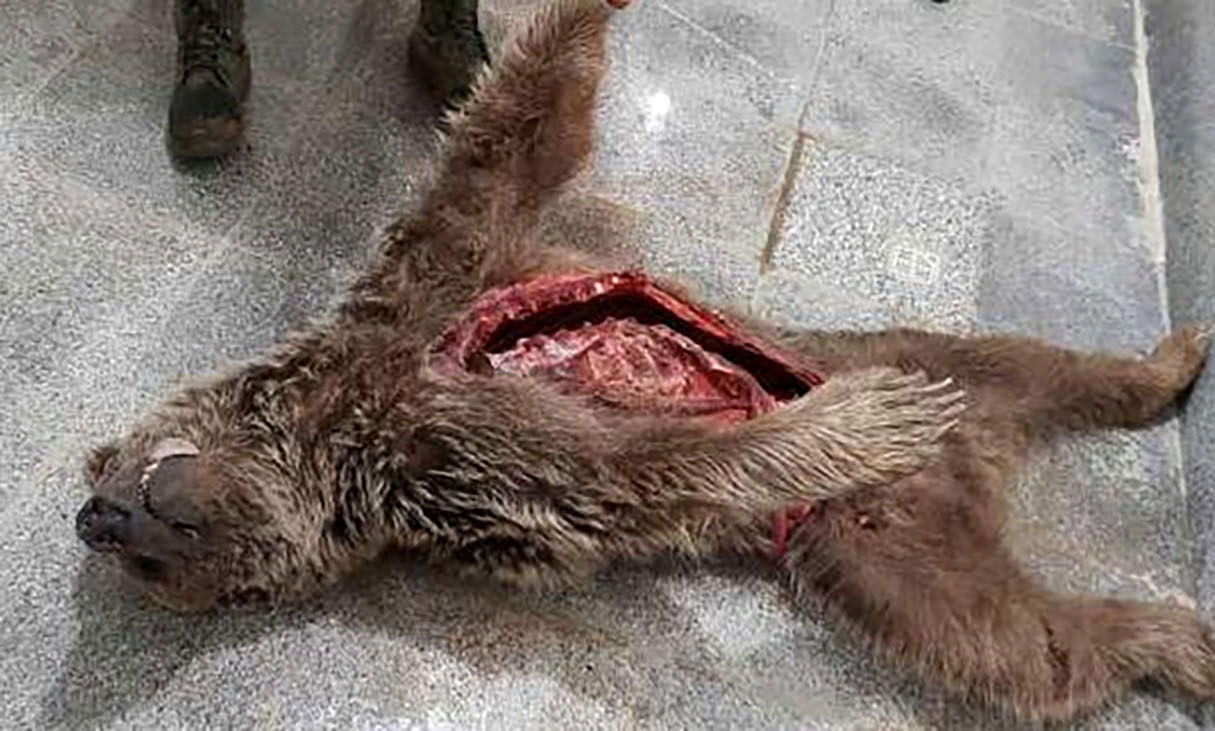 لاشه یک خرس