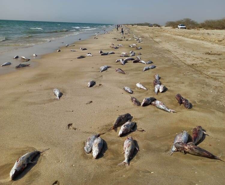 تخمین وجود بیش از ۱۰تن لاشه تلف شده گربه ماهی در ساحل جاسک