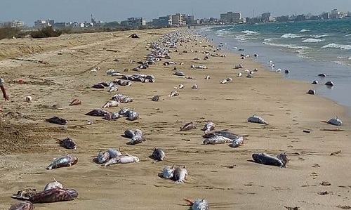 دلیل مرگ ماهیان در جاسک