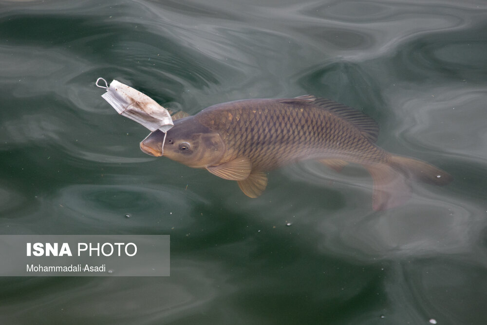 ماسک&zwnj;های رها شده در طبیعت