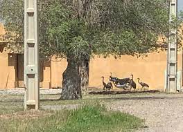 قدردانی عجیب درنای وحشی از یک حامی محیط زیست در ارسنجان