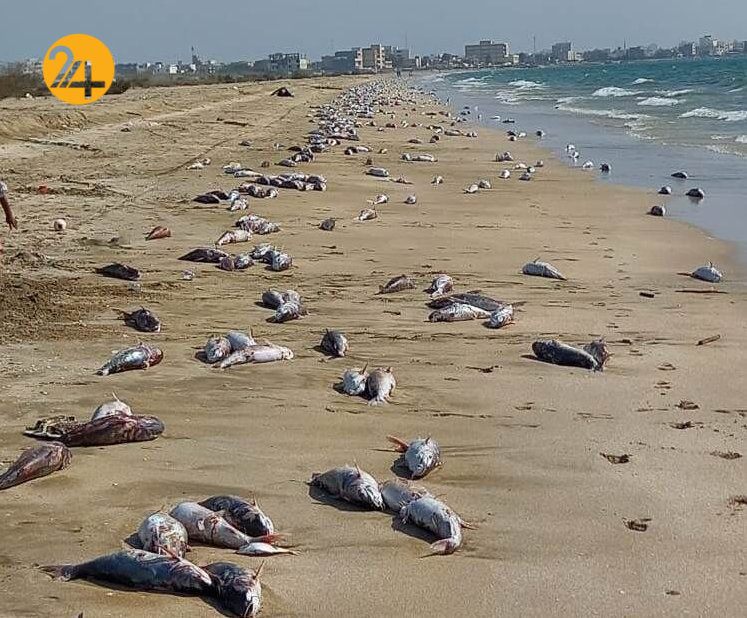 مرگ هزاران گربه‌ماهی در سواحل جنوب ایران