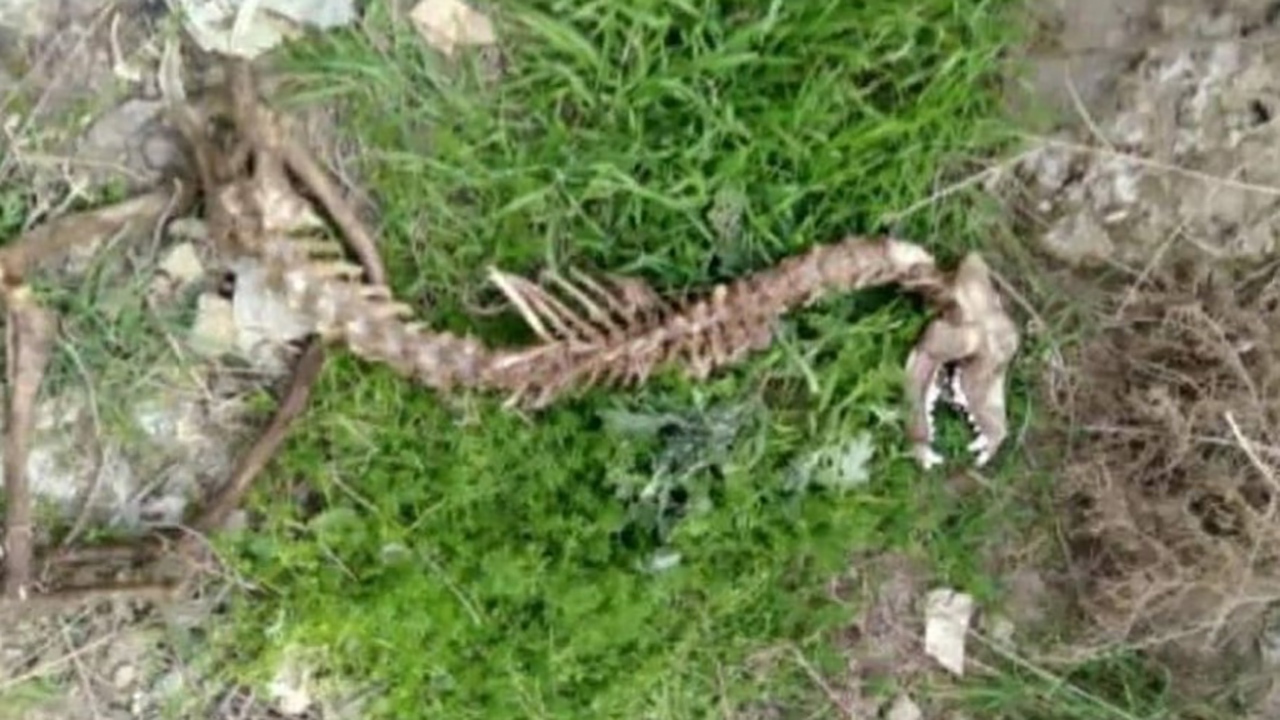 کشف اسکلت دایناسور در گرگان 